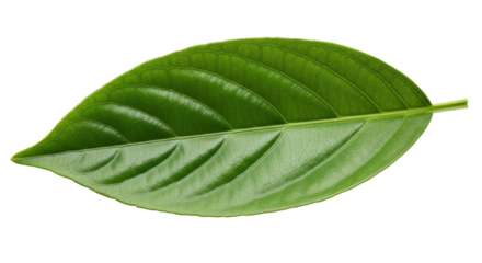 Isolated Single Green Leaf