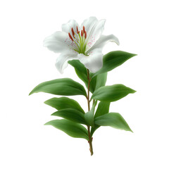Fototapeta premium A beautiful white lily flower with vibrant green leaves, isolated on a white background. Perfect for nature-inspired designs and floral arrangements.
