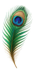 Obraz premium Detailed peacock feather.