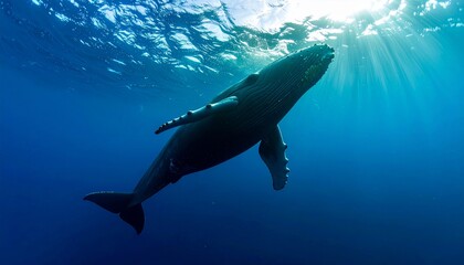 Fototapeta premium Majestic Humpback Whale Gracefully Swimming in the Ocean Depths