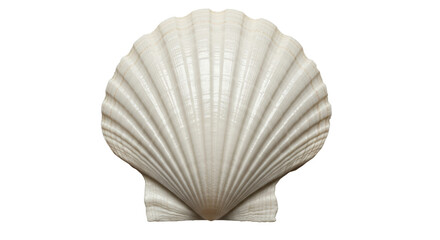 Fototapeta premium Isolated Sea Shell