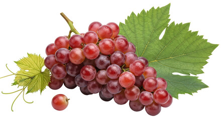 Isolated Bunch of Red Grapes