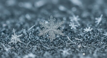 Close-up of a single, intricate snowflake amidst a field of smaller, delicate ice crystals.  The snowflake is sharply focused, showcasing its detailed hexagonal 