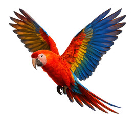 Fototapeta premium Colorful Scarlet Macaw parrot in flight.