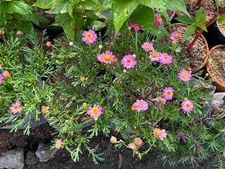 Close-Up of Pink Marguerite Daisies in Garden