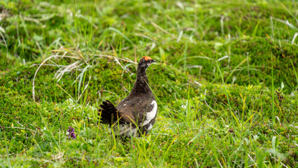 Tundra partridge with distinctive red crown and white markings stands in lush green grass, showcasing its natural habitat and vibrant colors in a serene environment