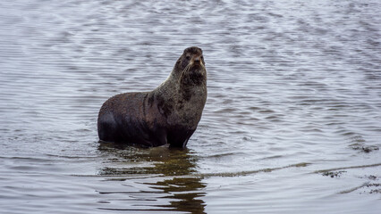 Marine mammal standing in calm water, showcasing its sleek fur and curious expression, surrounded by rippling waves and a serene natural environment