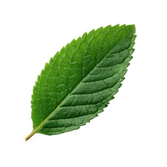 Fototapeta premium A single green leaf with a rich texture and detailed veins, set against a white isolated background, showcasing its natural beauty and vibrant color.