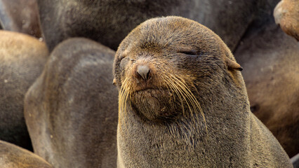 Naklejka premium Close-up of a relaxed navy seal resting among a group of seals on rocky shore, showcasing its whiskers and soft fur in natural coastal habitat with serene atmosphere