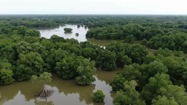 Drone Aerial View of Flooded Mangrove Forest &ndash; Natural Disaster and Climate Change Footage