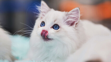 Adorable ragdoll kitten licking its nose on a soft blanket
