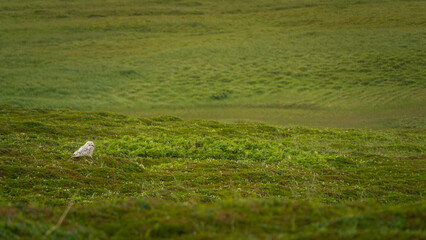 Snowy owl perched on lush green mossy terrain, surrounded by rolling hills and vibrant vegetation,...