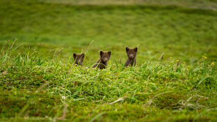 Obraz premium Three adorable arctic fox cubs peeking through lush green grass in a natural habitat, showcasing their playful curiosity and innocence in a serene wilderness setting