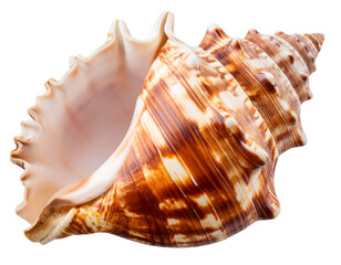 Colorful Conch Seashell, Side View, Isolated PNG