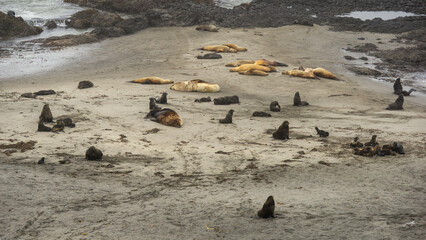 Group of seals lounging on sandy beach, some resting while others are active, surrounded by rocky shoreline and ocean waves, showcasing wildlife in natural habitat