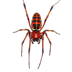 Obraz premium A vibrant red and black spider with intricate patterns on its abdomen, isolated on a transparent background, showcasing its many legs and detailed body structure