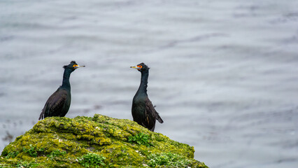 Two black cormorants perched on a moss-covered rock by the water's edge, engaging in a vocal interaction, showcasing their natural habitat and behavior in a serene environment