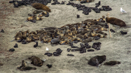 Fototapeta premium Group of navy seals resting on sandy beach, showcasing various postures and interactions, with a few seagulls nearby, creating a lively coastal scene