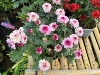 Close-Up of Pink Chrysanthemums in Bloom