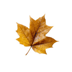 Dried yellow maple leaf isolated on a white background. Perfect for seasonal or nature-themed projects.