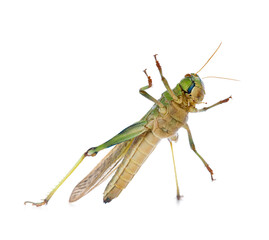One locust on white background. Wild insect