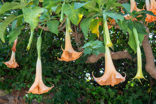Brugmansia versicolor, commonly known as “angel’s trumpets”, is a bush or small tree. One of the most prominent characteristics is the presence of giant drooping flowers which hang upside down.