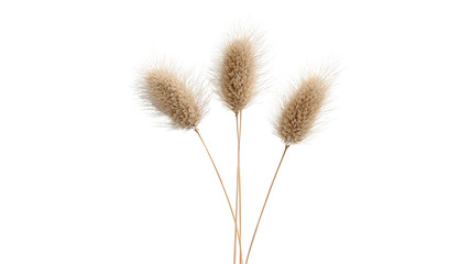 Three fluffy bunny tail grass plumes with soft texture against a stark black background