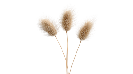 Three fluffy bunny tail grass plumes with soft texture against a stark black background