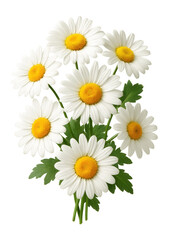 Obraz premium A bunch of Oxeye daisy flowers.