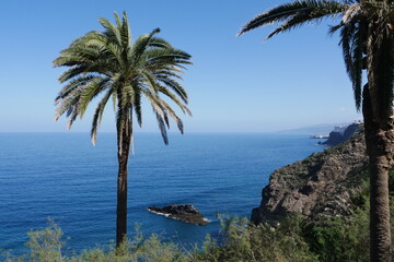 Palme Fels und Meer K&uuml;ste auf Teneriffa