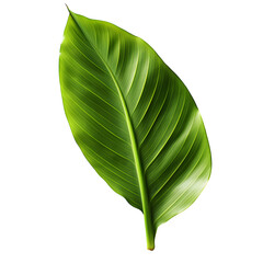 Fototapeta premium Vibrant green leaf with prominent veins, a symbol of nature's beauty and growth.