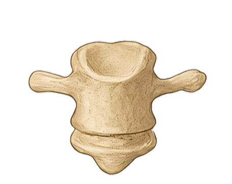 lumbar vertebra