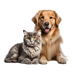 Obraz premium Loyal dog and fluffy cat together, symbolizing companionship and friendship