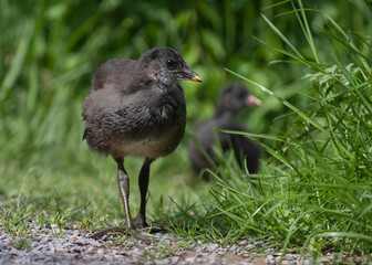 Juvenile Moorhen walks along gravel path by grassy river bank showing yellow tipped beak and long wading legs