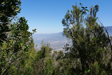 Lorbeerwald bei Realejo Alto auf Teneriffa mit Blick in das Orotavatal
