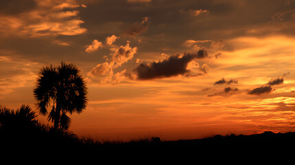 Fototapeta premium Silhouette of Palm Tree at Sunset