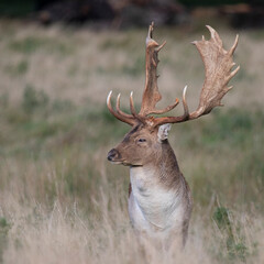 Large majestic stag buck deer with large curved antlers white chest turns to side profile as blends into brown green grassland