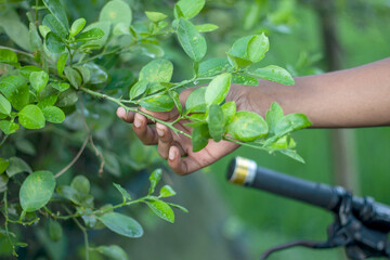 Hand reaching out to touch a green leafy branch of a plant in nature