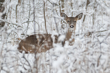 White-tailed Deer Odocoileus virginianus in Winter Bedded Down, Forest Wildlife Photography