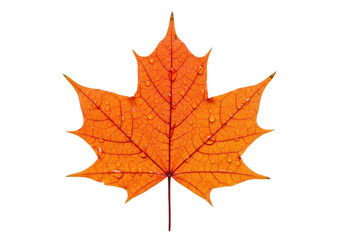 Fototapeta premium Vibrant orange maple leaf isolated on transparent background