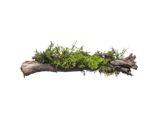 Green moss growing on a decaying tree branch