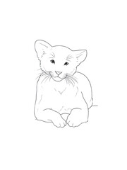 vector illustration of a cat