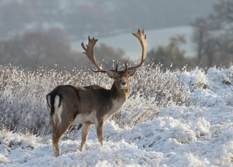 Majestic stag buck deer with large curved antlers stands in snow and winter scene in England turning to face camera