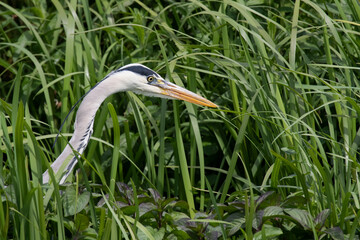 Neck and head of a great blue heron pokes through the long grasses of the river bank showing bright yellow eye and long yellow beak