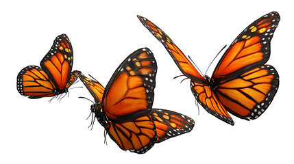 Group of three monarch butterflies flying together, vivid orange tones, isolated on a white background