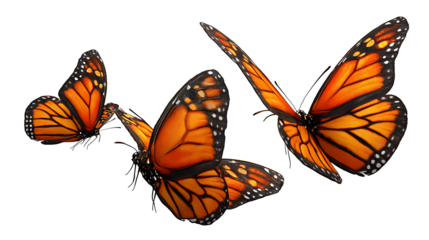 Group of three monarch butterflies flying together, vivid orange tones, isolated on a white background
