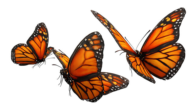 Fototapeta Group of three monarch butterflies flying together, vivid orange tones, isolated on a white background
