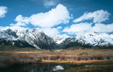 Snow-Capped Mountain Range with Valley Pasture and Grazing Cattle Under Vibrant Blue Sky