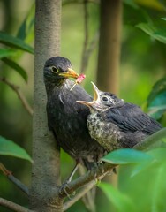 Parent Bird Feeding Hungry Chick with Worm in Natural Forest Habitat - Wildlife Photography Concept