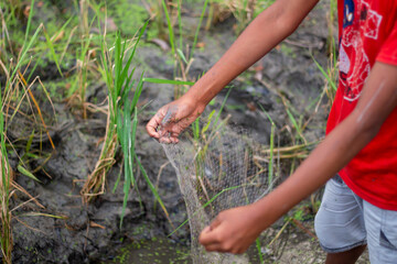 A childs hands hold a fishing net near a rice paddy with green grass and mud